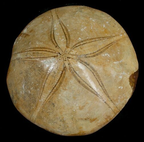 Fossil Sand Dollar From Madagascar #5367